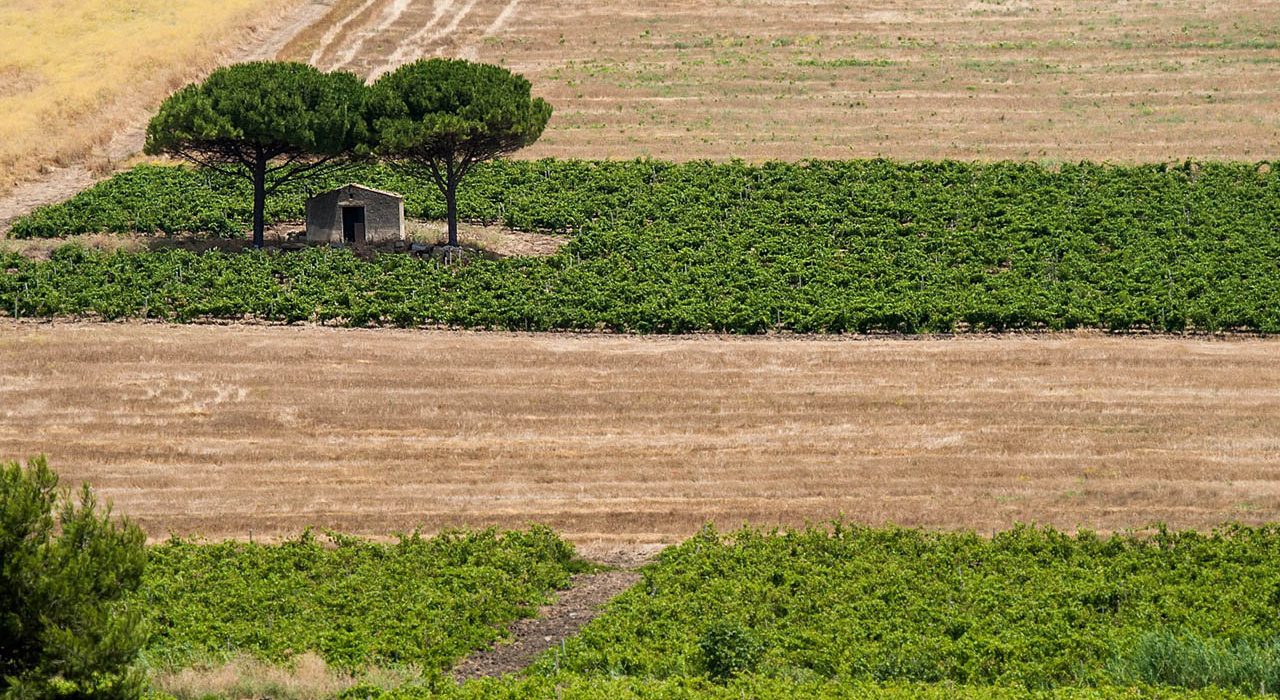 Campagna di Borgo Guarini