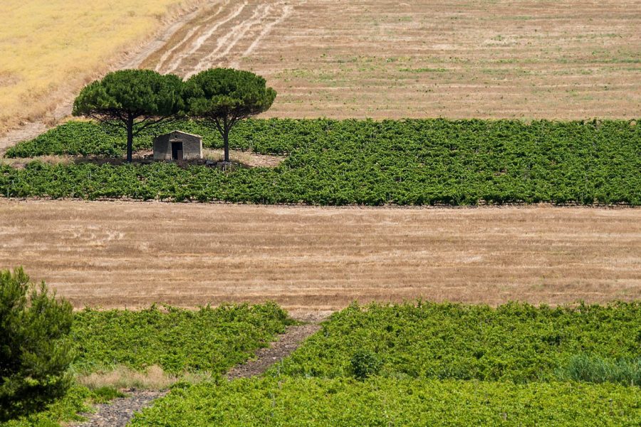 Campagna di Borgo Guarini