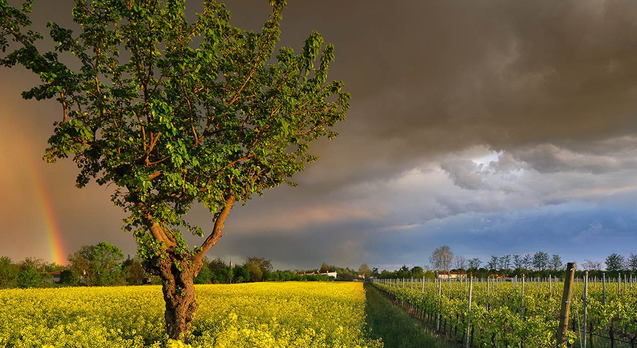 Cantina Pizzolato, tramonto