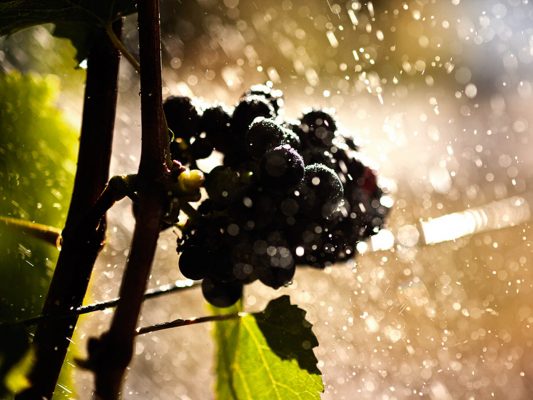Krug, uve nere