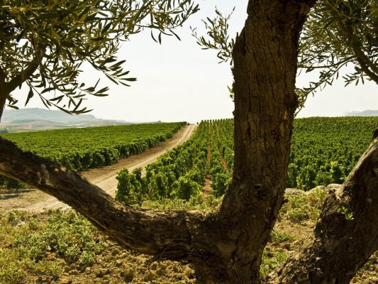 Sicilia En Primeur, filari