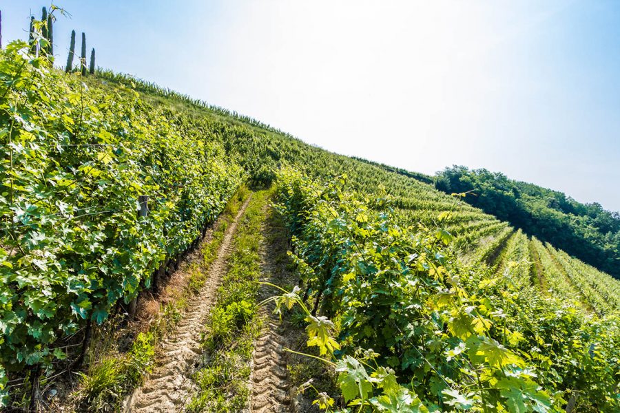 Vini del Collio, viti