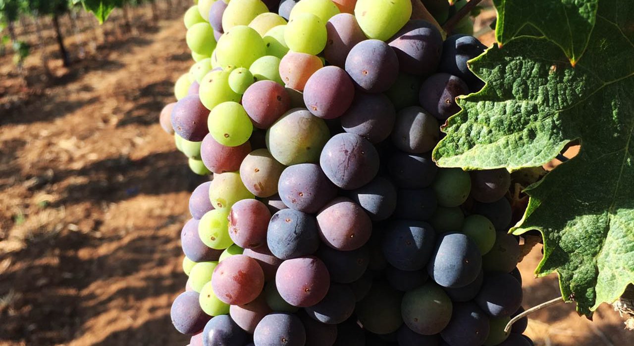 Primitivo di Manduria
