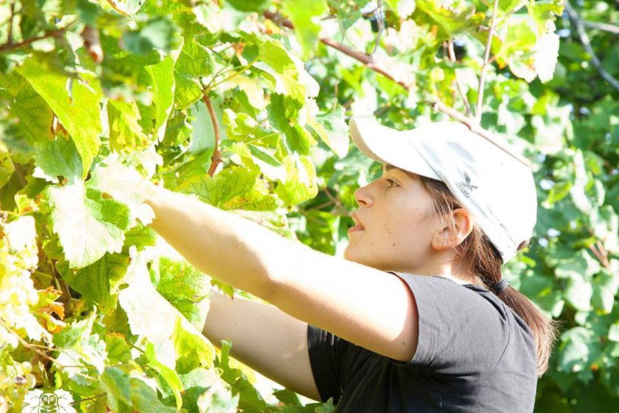 Montelvini, vendemmia
