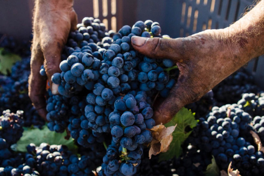 Primitivo di Manduria