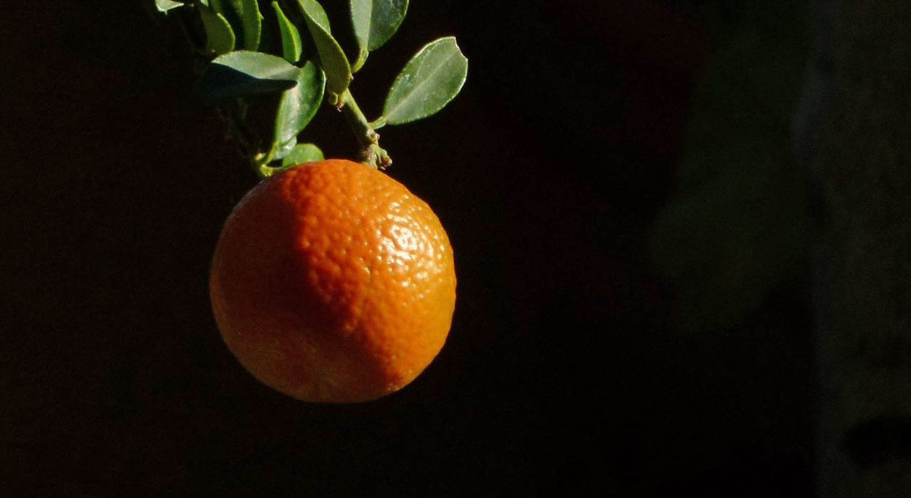 Chinotto di Savona