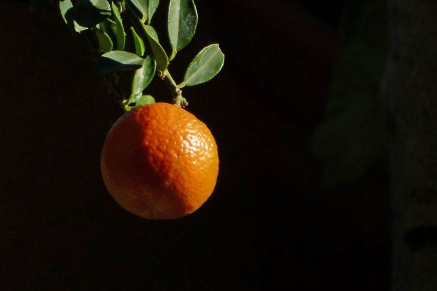 Chinotto di Savona