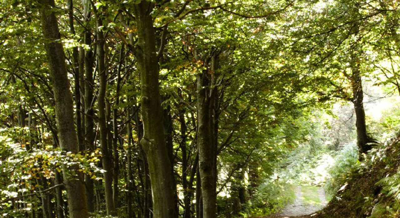 forestbathing 2