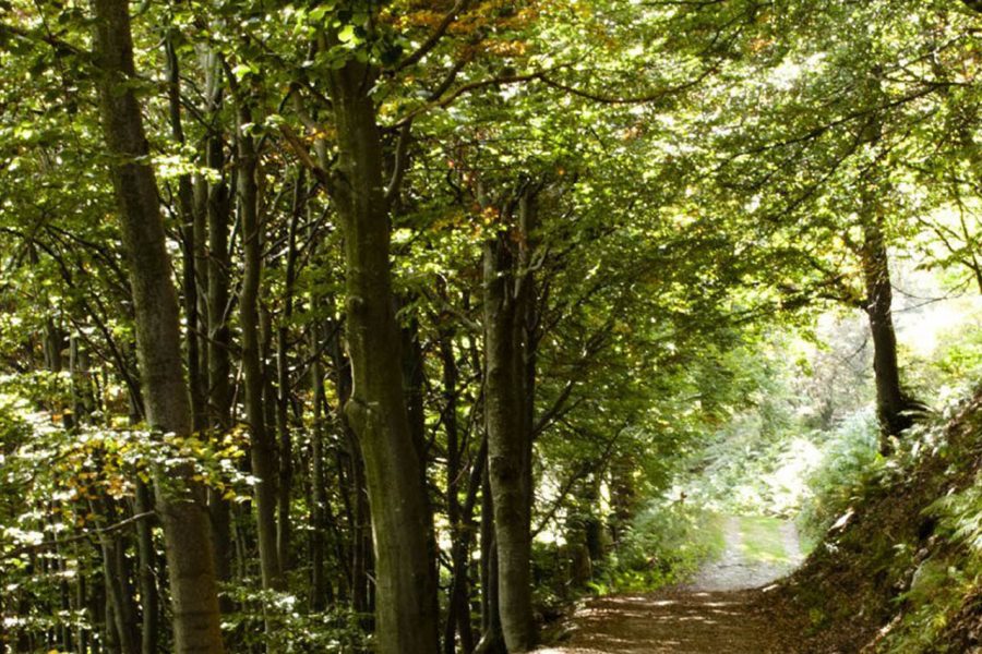 forestbathing 2