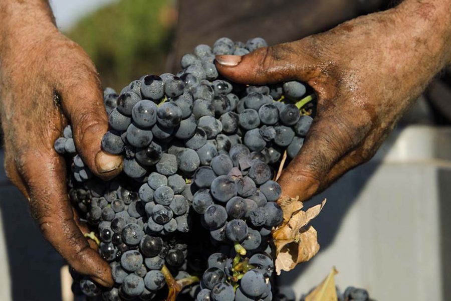 primitivo di Manduria, uva