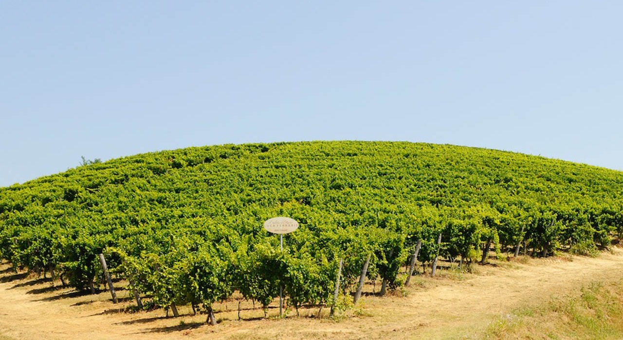 Ferraris, Vineyards