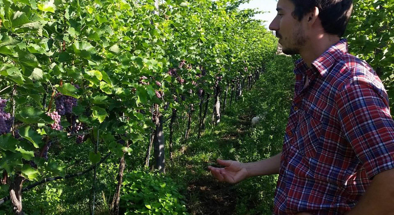 Vini da scoprire, La riscossa dei vini leggeri