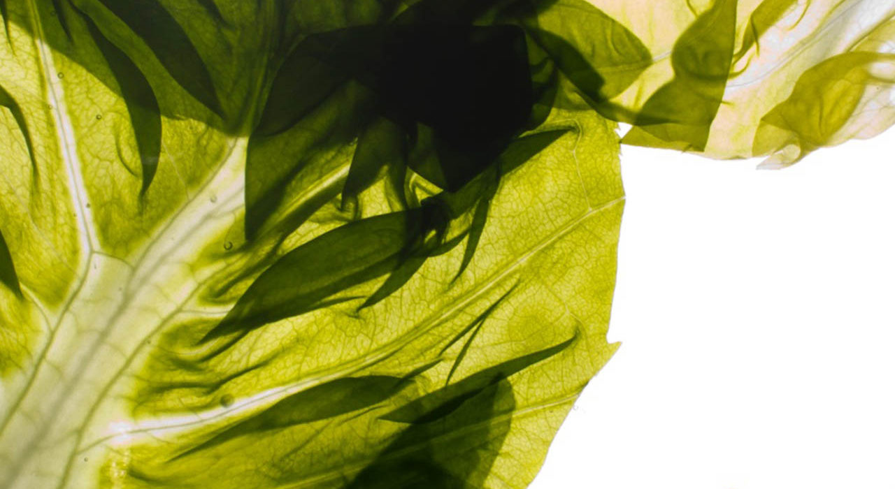Alfabeto Vegetale di Crippa